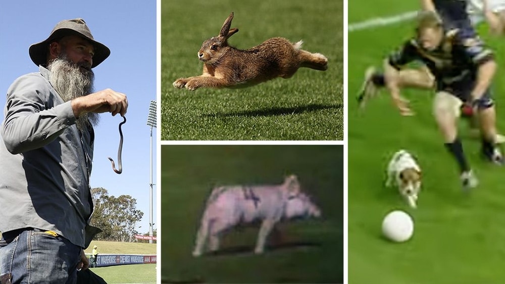 When animals invade: Five memorable encounters at the footy
